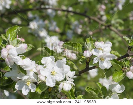 Close Up Beautiful Macro Blooming Pink Apple Blossom Bud Flower Twing With Leaves, Selective Focus, 