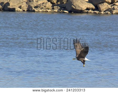 Adult Bald Eagle Fishing On River Below Conowingo Dam
