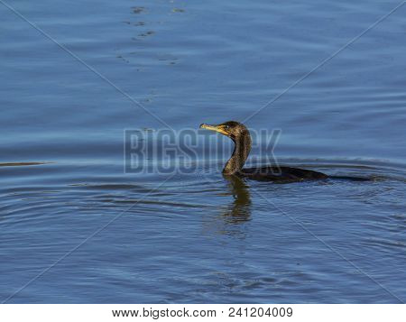 Cormorant Swimming And Fishing Near Conowingo Dam