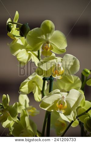 Orchid Phalaenopsis Aphrodite Yellow. Photograph Of A Stick Replete With Various Flowers. Nature Orc