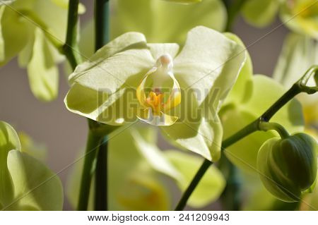 Orchid Phalaenopsis Aphrodite Yellow. Photographing First Person Of A Flower. Nature Orchid Botanica