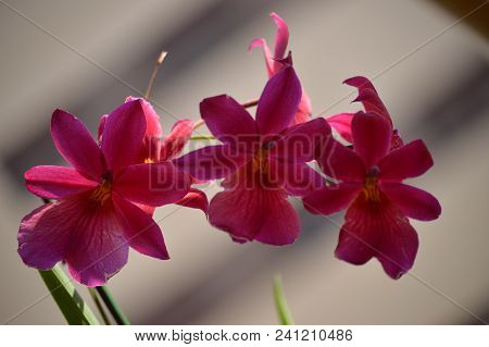 Orchid Dendrobium Berry Oda Pink Red Photograph Of A Stick Replete With Various Flowers. Nature Orch