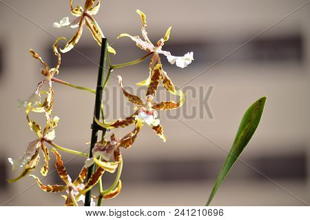 Orchid Brassia Tessa Yellow And Brown Photograph Of Various Flowers On A Stick. Nature Orchid Botani