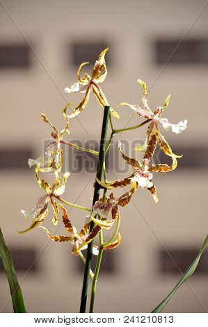 Orchid Brassia Tessa Yellow And Brown Photograph Of Various Flowers On A Stick. Nature Orchid Botani