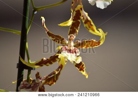 Orchid Brassia Tessa Yellow And Brown Photograph Of A Single Flower. Nature Orchid Botanica Biology 