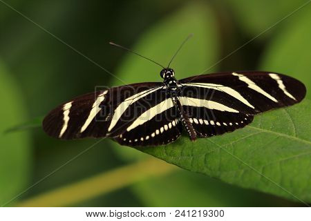 Tropical Striped Butterfly Dido Longwing (tiger Longwing) On The Leaf. Macro Photography Of Wildlife