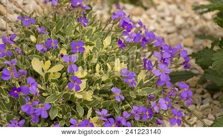 Floral Background From The Phlox Of The Subulate.