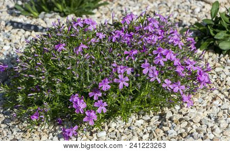 Floral Background From The Phlox Of The Subulate.