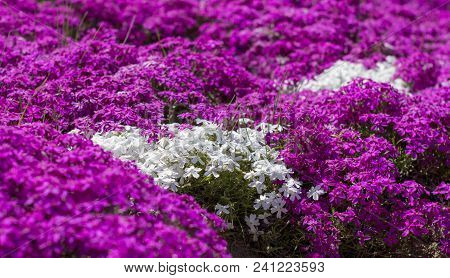 Floral Background From The Phlox Of The Subulate.