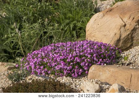 Floral Background From The Phlox Of The Subulate.