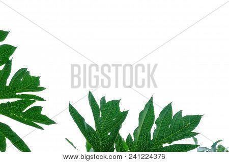 Papaya Leaves On White Isolated Background For Green Foliage Backdrop