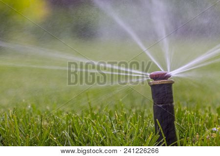 Automatic Sprinkler System Watering The Lawn On A Background Of Green Grass, Close-up
