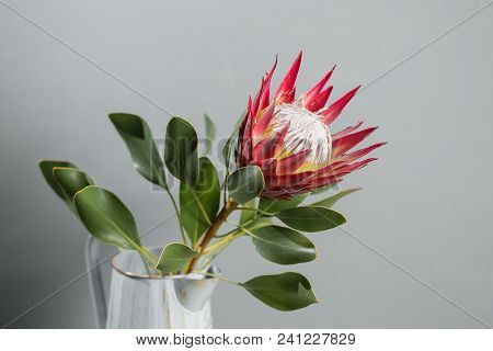 One Large Flower King Protea. Grows In South Africa. Gray Background