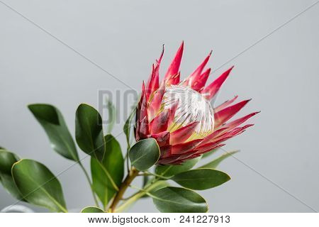 One Large Flower King Protea. Grows In South Africa. Gray Background