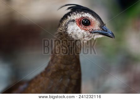 Close-up Of Female Palawan Peacock-pheasant (polyplectron Napoleonis), Nicety Of Neck And Head. Phot