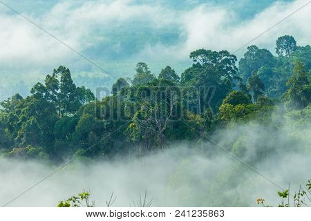 slow floating fog blowing cover on the top of mountain look like as a sea of mist. In the morning th