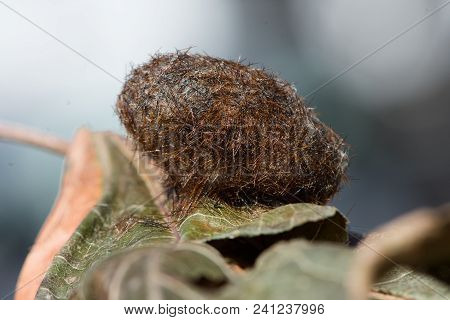 Side View Of A Pyrrharctia Isabella Or Woolly Bear Caterpillar Cocoon. The Case Is Fused To A Dry Gr