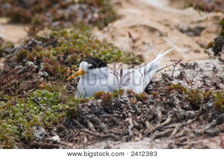 Nesting Roseate Tern