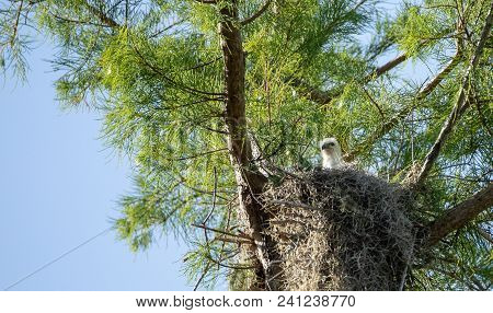 Fuzzy Head Of A Swallow-tailed Kite Elanoides Forficatus Chick