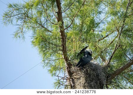 Fuzzy Head Of A Swallow-tailed Kite Elanoides Forficatus Chick