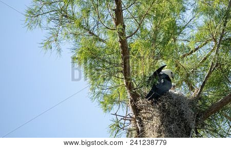 Fuzzy Head Of A Swallow-tailed Kite Elanoides Forficatus Chick