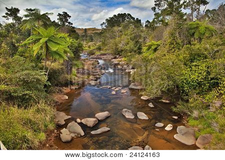 Creek und Farn Bäume in tropischen Tablelands Queensland Australien unberührten ursprünglichen und reinen wilderne