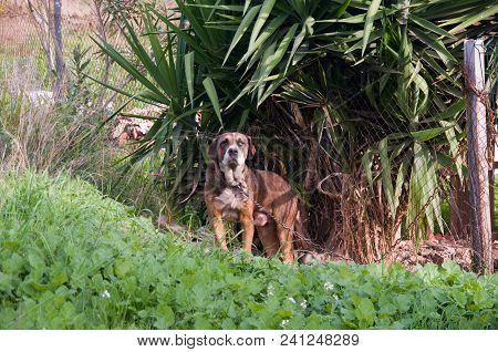 Dog Guardian Of Race  Plott Hound  Attentive Tie With A Chain In A Railing