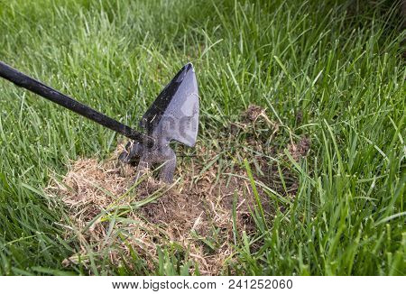 Gardener Repairing Lawn Grass, After Crippling Domashnim Pets Close Up