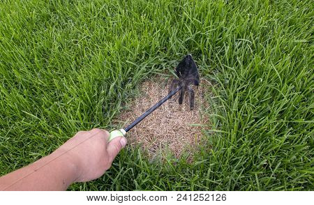 Gardener Repairing Lawn Grass, After Crippling Domashnim Pets Close Up