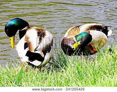 Two Ducks At The Lake On The Meadow In Funny Position.