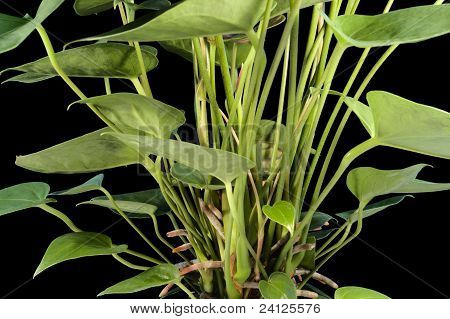 Flamingo Flower detaljer i sort ryg