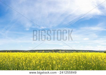 Field Of Beautiful Springtime Golden Flower Of Rapeseed With Blue Sky, Canola Colza In Latin Brassic
