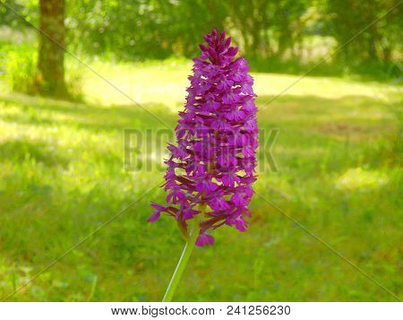 Pyramidal Orchid (anacamptis Pyramidalis) Growing Wild In A Meadow
