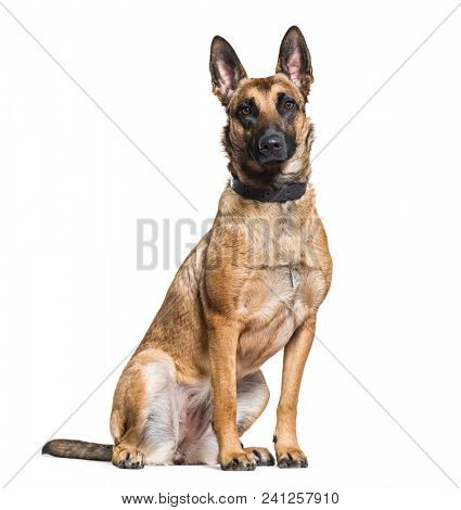 Malinois dog sitting against white background