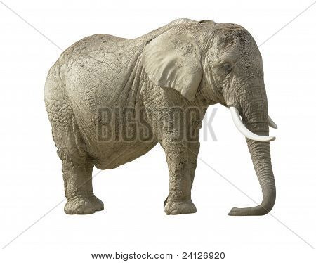 Elefante africano