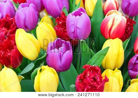 Colour Spektrum Tulips In Spring, Romantic Garden