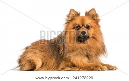 Keeshond dog lying against white background