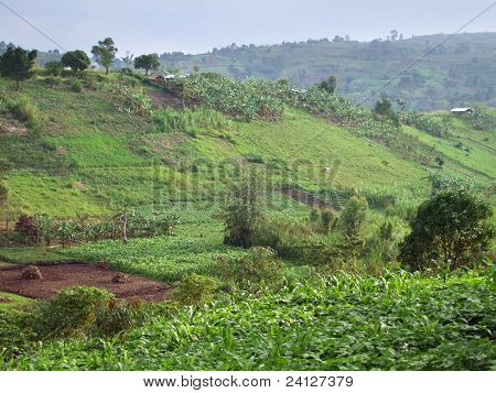 Paesaggio agricolo vicino Monti Rwenzori