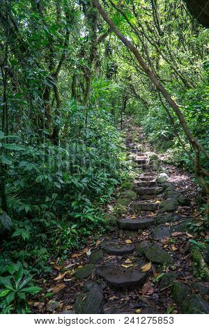 Path With Stairs In The Jungle In Middle America. Nicaragua, Mombacho