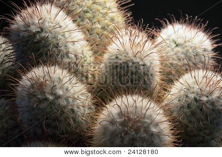 Cactus lähikuva