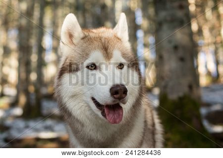 Close-up Portrait Of Serious Beige And White Siberian Husky Dog In Spring Season On Tree Background.