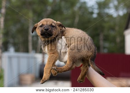 A Volonteer Is Holding A Red Homeless Puppy. Abandoned Puppy From A Shelter Hopes To Find Its New Ho