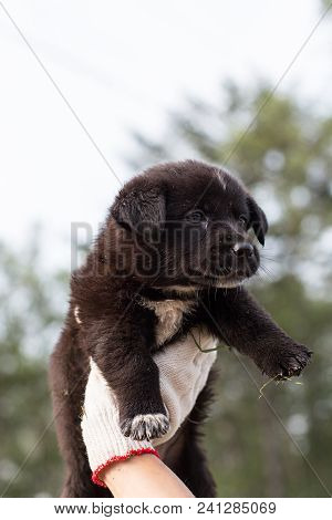 Close-up Of A Volonteer Is Holding A Black Homeless Puppy. Abandoned Puppy From A Shelter Hopes To F