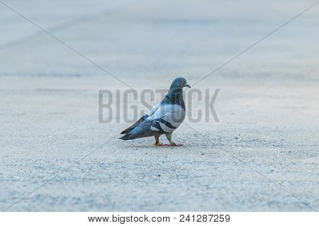 Bird (dove, Pigeon Or Disambiguation) In A City