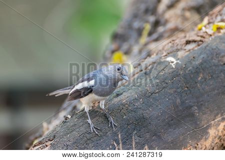 Bird (oriental Magpie-robin) In A Nature Wild