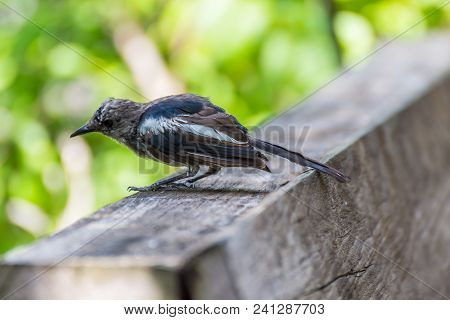 Bird (oriental Magpie-robin) In A Nature Wild