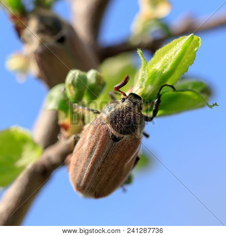 Portrait Of A Beetle On A Branch Of A Tree .