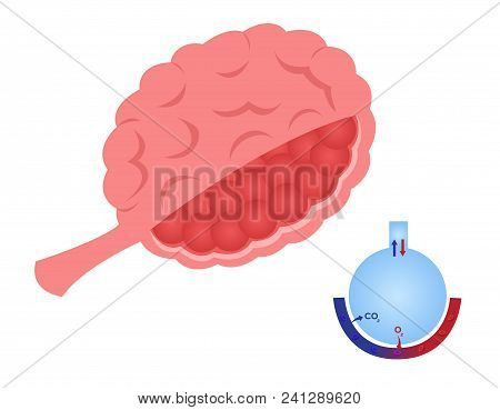 Alveolus In Lung. Gas Exchange Vector . Anatomy Concept