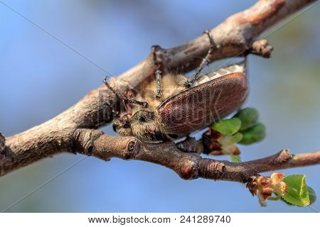 Portrait Of A Beetle On A Branch Of A Tree .