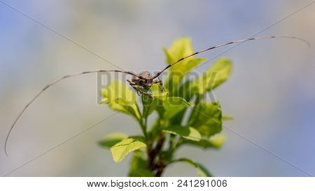 Portrait Of A Beetle On A Branch Of A Tree .